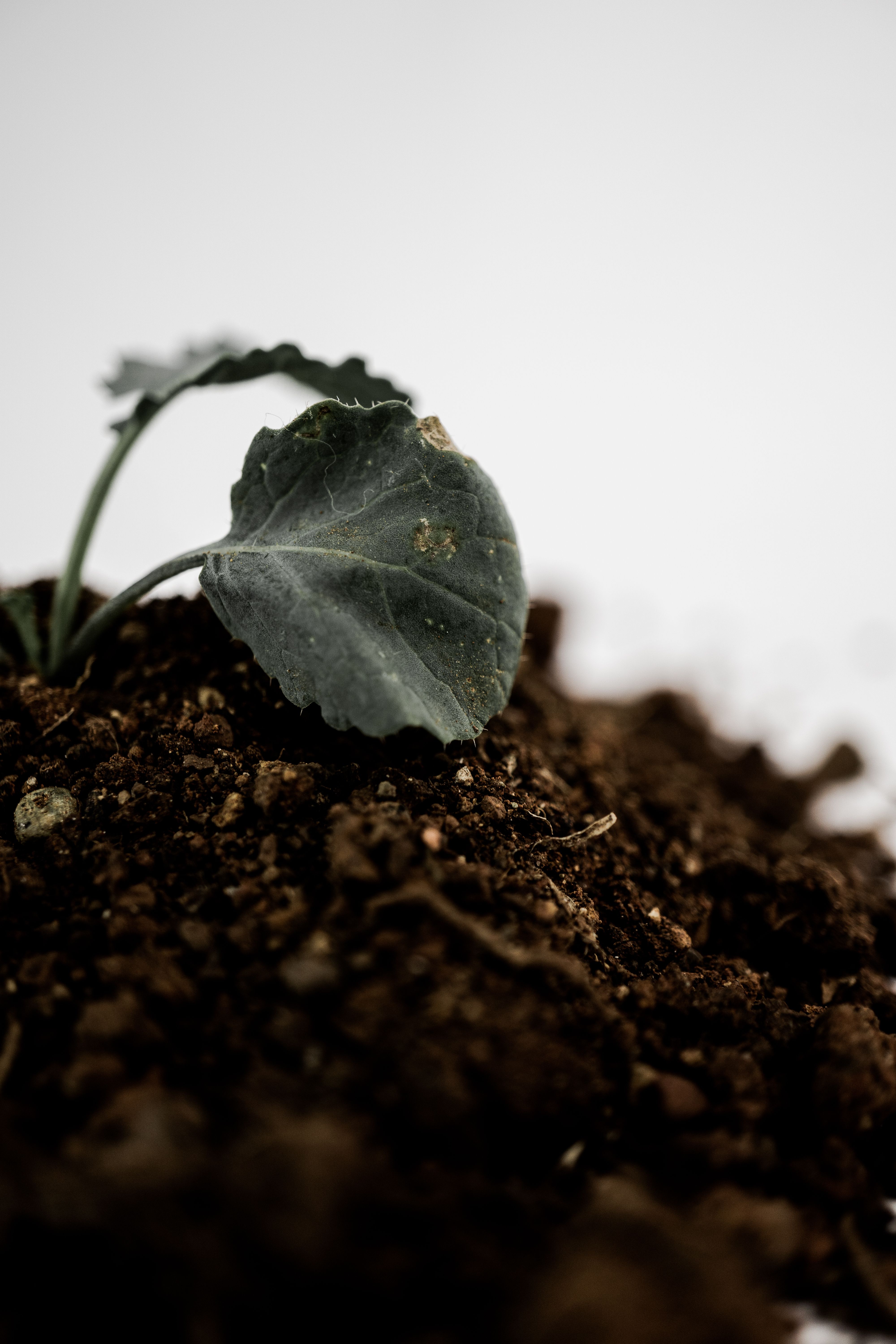 African Soil